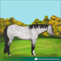 Horse Color:Platinum Brown Roan Dun