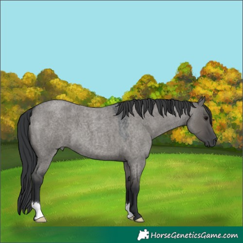 Horse Color:Platinum Grullo Roan