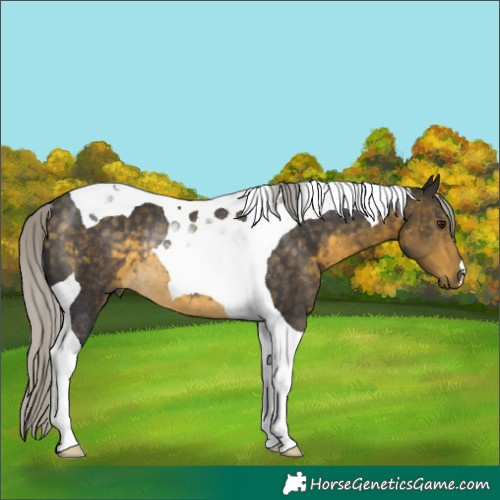Horse Color:Silver Buckskin Tobiano Rabicano 