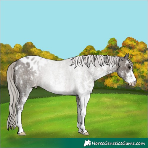 Horse Color:White Spotted Silver Blue Roan Appaloosa Rabicano