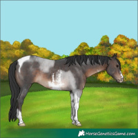 Horse Color:Brown Sabino Tobiano Rabicano 