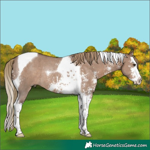 Horse Color:Liver Red Dun Sabino Splash Tobiano Rabicano