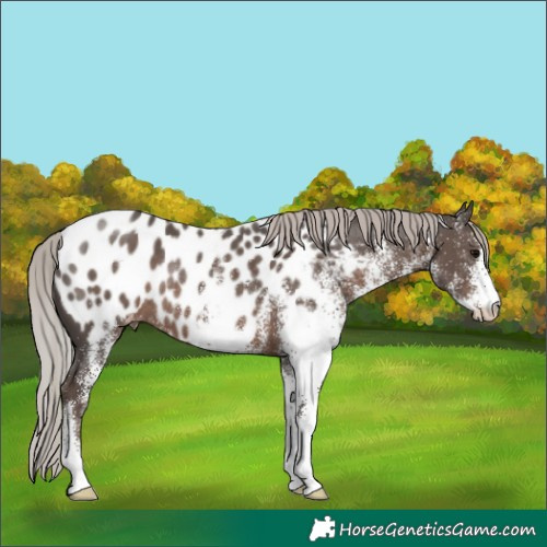 Horse Color:White Spotted Silver Black Near Leopard Rabicano