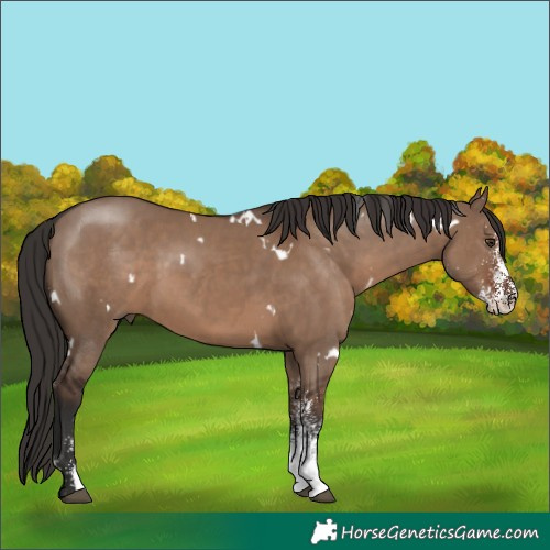 Horse Color:White Spotted Liver Red Dun Rabicano