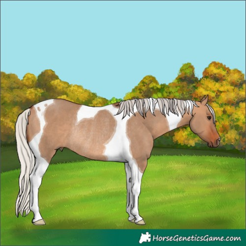 Horse Color:Silver Bay Dun Tobiano Rabicano 