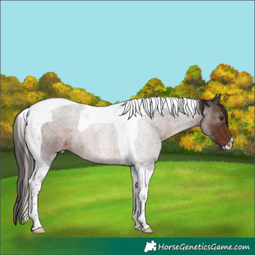 Horse Color:Liver Red Roan Tobiano