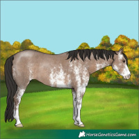 Horse Color:White Spotted Liver Red Dun Rabicano 