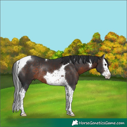 Horse Color:Brown Splash Tobiano Rabicano