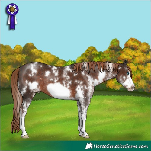 Horse Color:White Spotted Liver Chestnut Frame Rabicano 