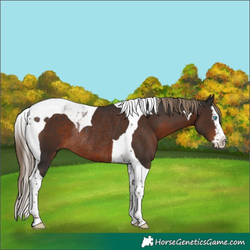 Horse Color:Liver Chestnut Splash Tobiano Rabicano