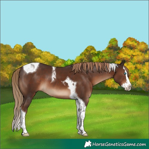 Horse Color:Liver Chestnut Splash Tobiano