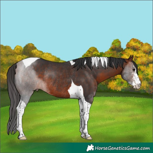 Horse Color:Bay Sabino Tobiano Rabicano 