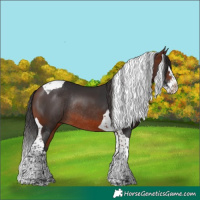 Horse Color:Bay Mushroom Splash Tobiano Rabicano 