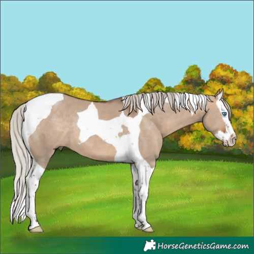 Horse Color:Silver Brown Dun Splash Tobiano 