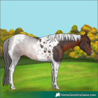 Horse Color:Brown Tobiano Rabicano