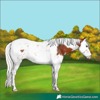 Horse Color:Silver Bay Sabino Splash Tobiano