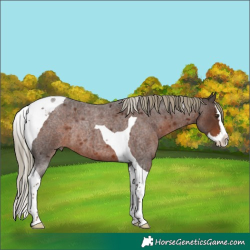 Horse Color:Liver Red Roan Splash Tobiano Rabicano 