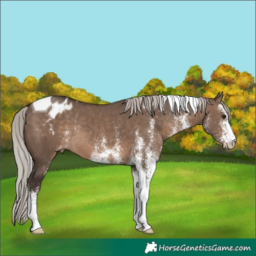 Horse Color:White Spotted Silver Brown Dun Tobiano Blanket Rabicano