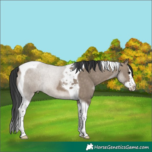Horse Color:Brown Dun Splash Tobiano