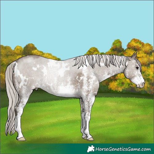 Horse Color:White Spotted Silver Grullo Rabicano 