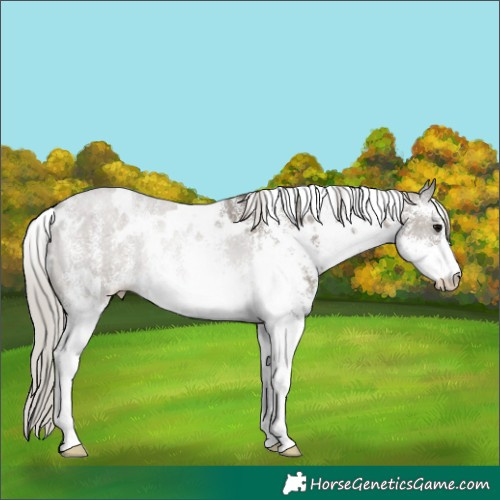 Horse Color:White Spotted Silver Grullo Rabicano