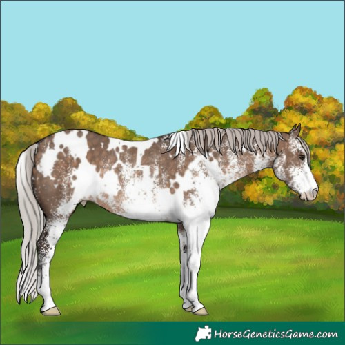 Horse Color:White Spotted Silver Brown Dun Rabicano