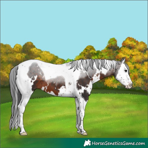 Horse Color:White Spotted Brown Splash Tobiano