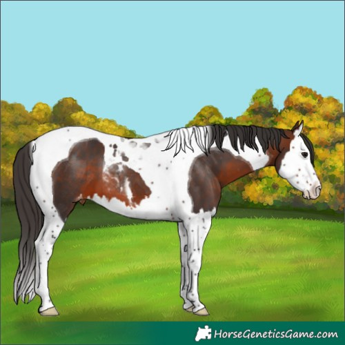 Horse Color:Brown Splash Tobiano Varnish 
