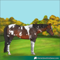 Horse Color:White Spotted Brown Tobiano Rabicano