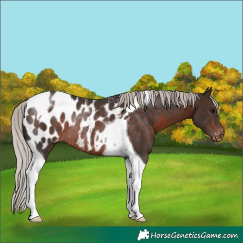 Horse Color:Silver Brown Tobiano Appaloosa Rabicano 