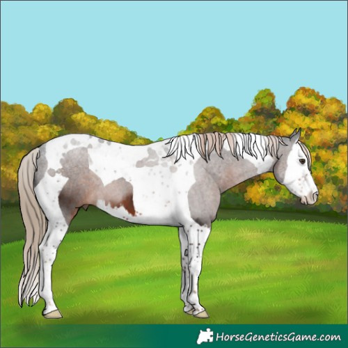 Horse Color:Liver Chestnut Splash Tobiano 