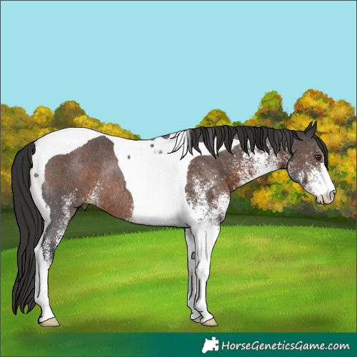 Horse Color:White Spotted Liver Chestnut Tobiano Rabicano