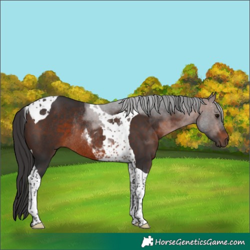 Horse Color:Brown Tobiano Rabicano