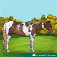 Horse Color:Liver Chestnut Tobiano Rabicano