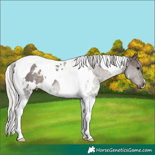 Horse Color:White Spotted Silver Black Tobiano Rabicano 