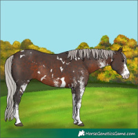 Horse Color:White Spotted Silver Brown Rabicano