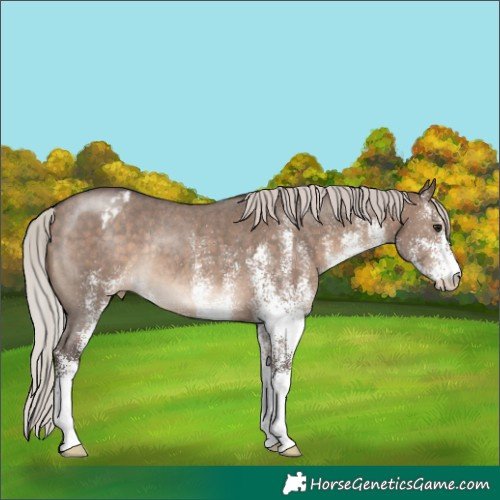 Horse Color:White Spotted Silver Brown Dun Appaloosa Rabicano