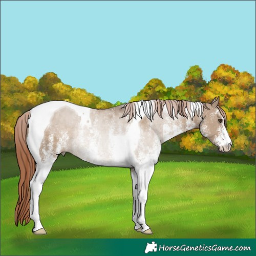 Horse Color:White Spotted Liver Red Dun Tobiano Rabicano 