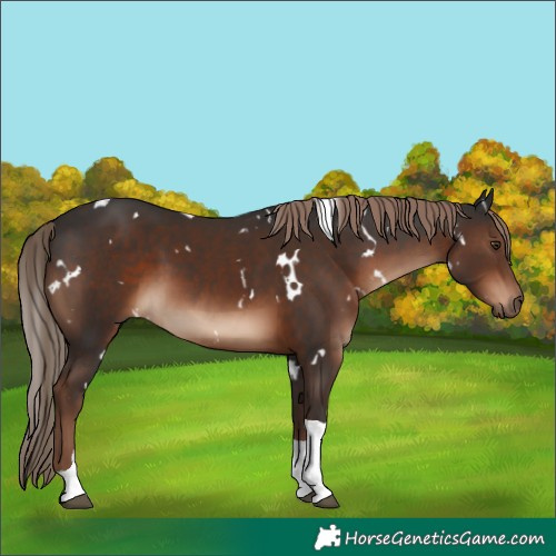 Horse Color:White Spotted Liver Chestnut Tobiano Rabicano 