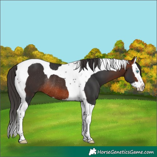 Horse Color:Bay Mushroom Splash Tobiano Rabicano 