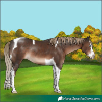 Horse Color:Liver Chestnut Splash Tobiano Rabicano