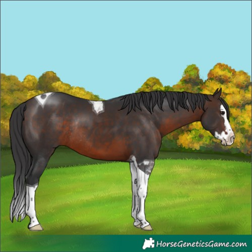 Horse Color:Brown Splash Tobiano Rabicano 