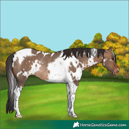 Horse Color:White Spotted Bay Dun Tobiano Appaloosa Rabicano