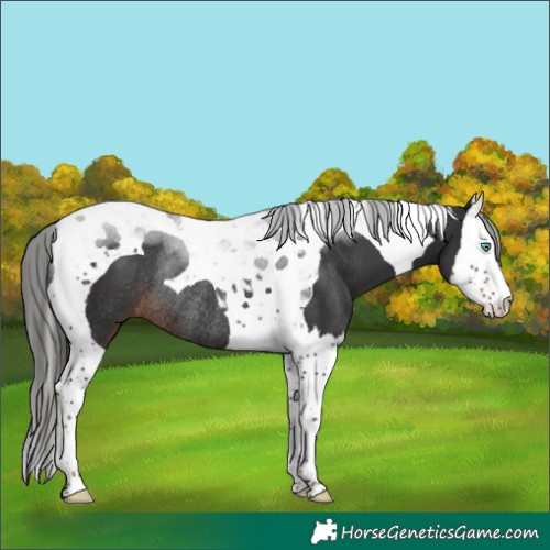 Horse Color:Liver Chestnut Splash Tobiano Rabicano