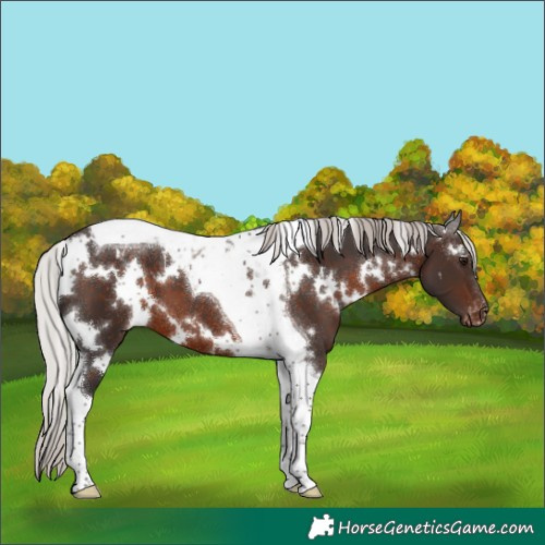 Horse Color:White Spotted Silver Brown Tobiano Appaloosa