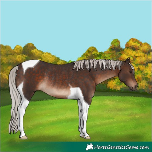 Horse Color:Silver Brown Tobiano Rabicano 