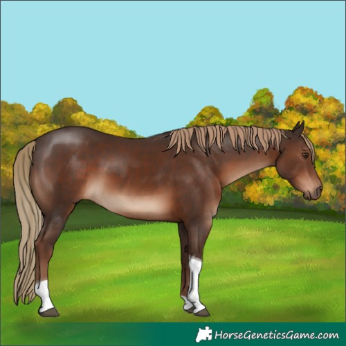Horse Color:Liver Chestnut Tobiano Rabicano
