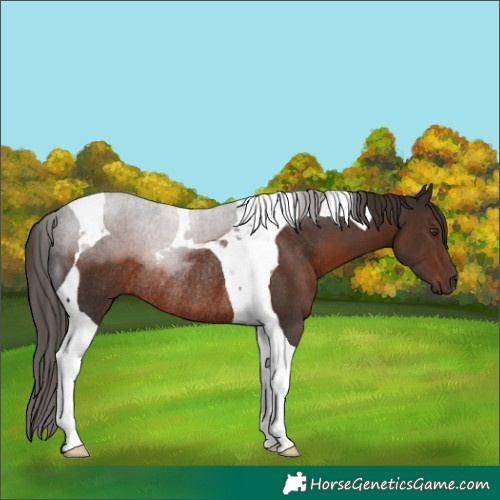 Horse Color:Liver Chestnut Tobiano Rabicano 