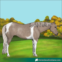 Horse Color:Silver Grullo Tobiano Rabicano