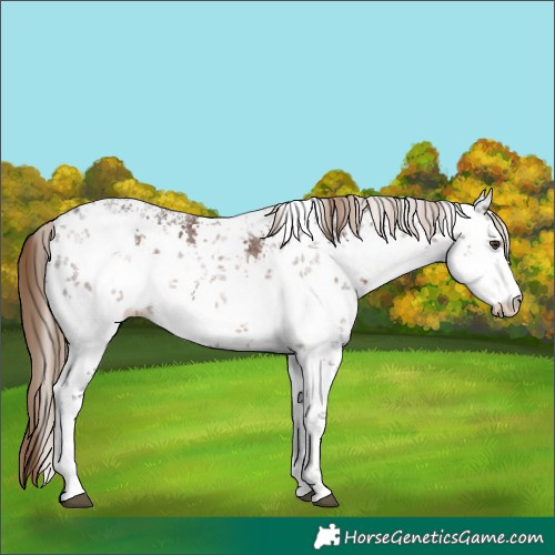 Horse Color:White Spotted Liver Chestnut Sabino Rabicano